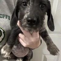 Luna - Wirehair dapple, a female Miniature Dachshund for sale in Cartersville, GA – Photo 1 of 10
