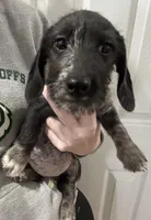 Luna - Wirehair dapple, a female Miniature Dachshund for sale in Cartersville, GA – Photo 1 of 10