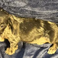 Luna - Wirehair dapple, a female Miniature Dachshund for sale in Cartersville, GA – Photo 6 of 10
