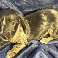 Luna - Wirehair dapple, a female Miniature Dachshund for sale in Cartersville, GA – Photo 4 of 10