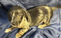 Luna - Wirehair dapple, a female Miniature Dachshund for sale in Cartersville, GA – Photo 4 of 10
