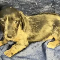 Luna - Wirehair dapple, a female Miniature Dachshund for sale in Cartersville, GA – Photo 5 of 10