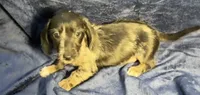 Luna - Wirehair dapple, a female Miniature Dachshund for sale in Cartersville, GA – Photo 5 of 10