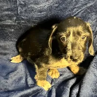 Luna - Wirehair dapple, a female Miniature Dachshund for sale in Cartersville, GA – Photo 7 of 10