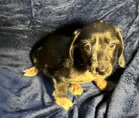 Luna - Wirehair dapple, a female Miniature Dachshund for sale in Cartersville, GA – Photo 7 of 10