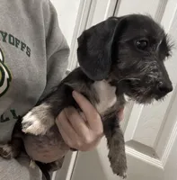 Luna - Wirehair dapple, a female Miniature Dachshund for sale in Cartersville, GA – Photo 2 of 10