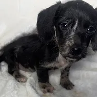 Luna - Wirehair dapple, a female Miniature Dachshund for sale in Cartersville, GA – Photo 8 of 10