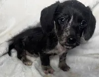 Luna - Wirehair dapple, a female Miniature Dachshund for sale in Cartersville, GA – Photo 8 of 10