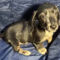 Luna - Wirehair dapple, a female Miniature Dachshund for sale in Cartersville, GA – Photo 3 of 10