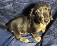 Luna - Wirehair dapple, a female Miniature Dachshund for sale in Cartersville, GA – Photo 3 of 10
