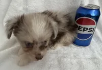 ASDR Beau ~ Blue Eyes ~ True Toy, a male Toy Australian Shepherd for sale in Cartersville, GA – 3 of 6