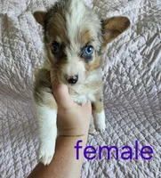 Lulu, a female Pembroke Welsh Corgi for sale in Cartersville, GA – 5 of 6