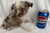 ASDR Bentley ~ Blue Eyes ~ True Toy, a male Toy Australian Shepherd for sale in Cartersville, GA – 6 of 6