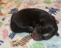 Doc ~ True Toy , a male Toy Australian Shepherd for sale in Cartersville, GA – 1 of 3