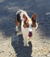 Stitch , a male Pembroke Welsh Corgi for sale in Cartersville, GA – 2 of 5
