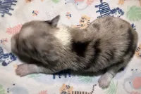 Beau ~ Blue Eyes ~ True Toy, a male Toy Australian Shepherd for sale in Cartersville, GA – 3 of 3