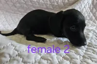 Lily, a female Miniature Dachshund for sale in Cartersville, GA – 2 of 6