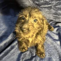 Lily - Wire hair, a female Miniature Dachshund for sale in Cartersville, GA – Photo 7 of 10
