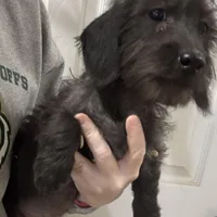 Lily - Wire hair, a female Miniature Dachshund for sale in Cartersville, GA – Photo 1 of 10