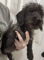 Lily - Wire hair, a female Miniature Dachshund for sale in Cartersville, GA – Photo 1 of 10