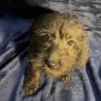 Lily - Wire hair, a female Miniature Dachshund for sale in Cartersville, GA – Photo 4 of 10