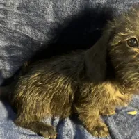 Lily - Wire hair, a female Miniature Dachshund for sale in Cartersville, GA – Photo 5 of 10