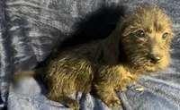 Lily - Wire hair, a female Miniature Dachshund for sale in Cartersville, GA – Photo 5 of 10