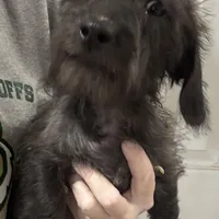 Lily - Wire hair, a female Miniature Dachshund for sale in Cartersville, GA – Photo 2 of 10