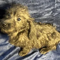 Lily - Wire hair, a female Miniature Dachshund for sale in Cartersville, GA – Photo 6 of 10
