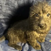 Lily - Wire hair, a female Miniature Dachshund for sale in Cartersville, GA – Photo 8 of 10