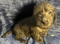 Lily - Wire hair, a female Miniature Dachshund for sale in Cartersville, GA – Photo 8 of 10