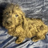 Lily - Wire hair, a female Miniature Dachshund for sale in Cartersville, GA – Photo 3 of 10