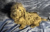 Lily - Wire hair, a female Miniature Dachshund for sale in Cartersville, GA – Photo 3 of 10