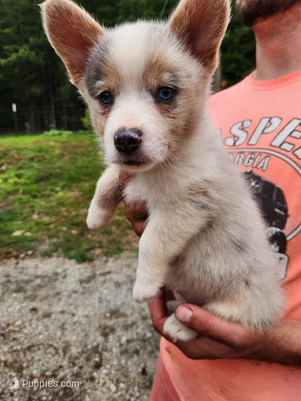 Merle Female – Pembroke Welsh Corgi puppy for sale in Cartersville, GA