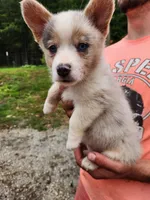Merle Female, a female Pembroke Welsh Corgi for sale in Cartersville, GA – 1 of 5