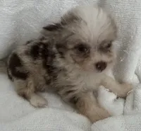 ASDR Lola ~ Blue Eyes ~ True Toy, a female Toy Australian Shepherd for sale in Cartersville, GA – 3 of 6