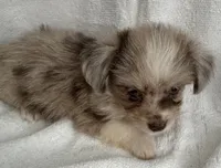 ASDR Beau ~ Blue Eyes ~ True Toy, a male Toy Australian Shepherd for sale in Cartersville, GA – 4 of 6