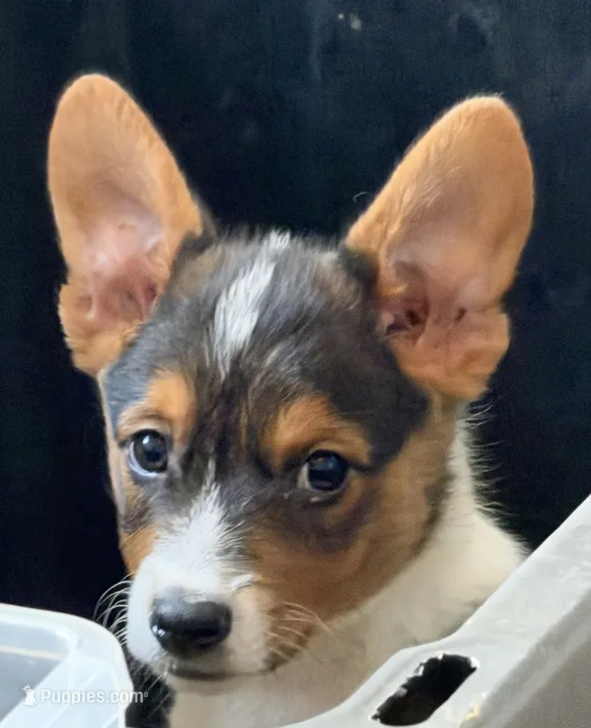 Dude  – Pembroke Welsh Corgi puppy for sale in Cartersville, GA
