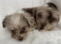 ASDR Beau ~ Blue Eyes ~ True Toy, a male Toy Australian Shepherd for sale in Cartersville, GA – 6 of 6