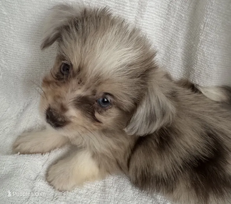 ASDR Beau ~ Blue Eyes ~ True Toy – Toy Australian Shepherd puppy for sale in Cartersville, GA
