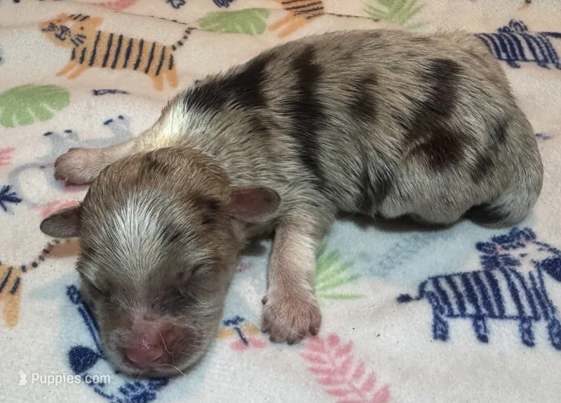 Beau ~True Toy – Toy Australian Shepherd puppy for sale in Cartersville, GA