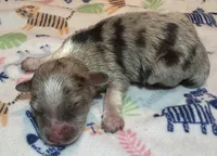 Beau ~True Toy, a male Toy Australian Shepherd for sale in Cartersville, GA – 1 of 2