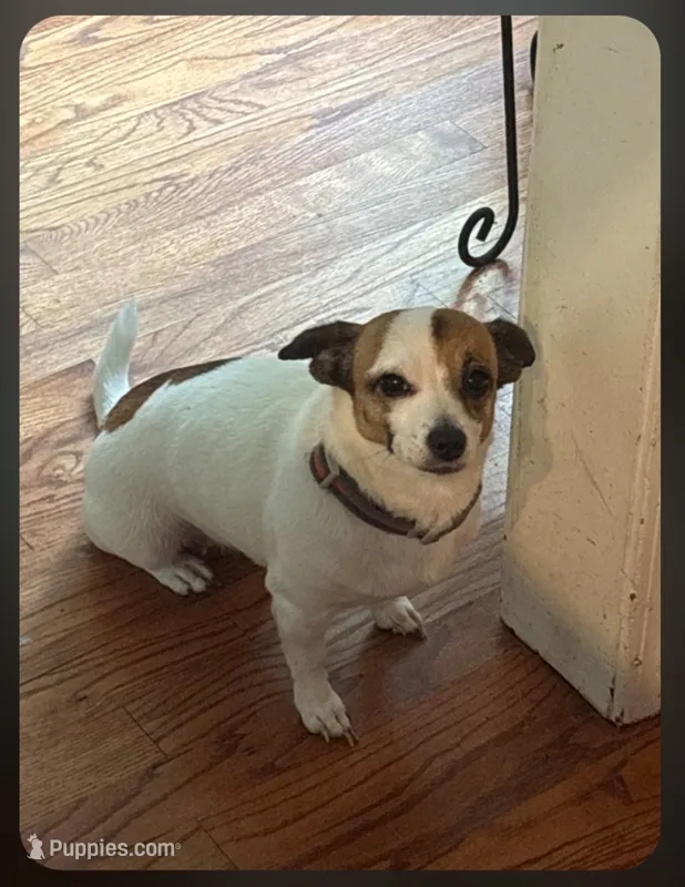 Dixie  – Jack Russell Terrier, Dachshund puppy for sale in Cartersville, GA
