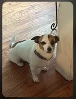 Dixie , a female Jack Russell Terrier and Dachshund for sale in Cartersville, GA – 1 of 1