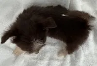 ASDR Doc ~ Green  Eyes ~ True Toy , a male Toy Australian Shepherd for sale in Cartersville, GA – 2 of 5