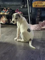 Willy , a male Great Dane and Labrador Retriever for sale in Cartersville, GA – 2 of 2