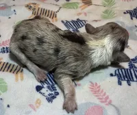 Beau ~True Toy, a male Toy Australian Shepherd for sale in Cartersville, GA – 2 of 2