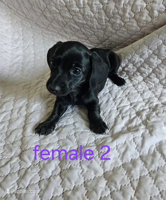 Lily – Miniature Dachshund puppy for sale in Cartersville, GA