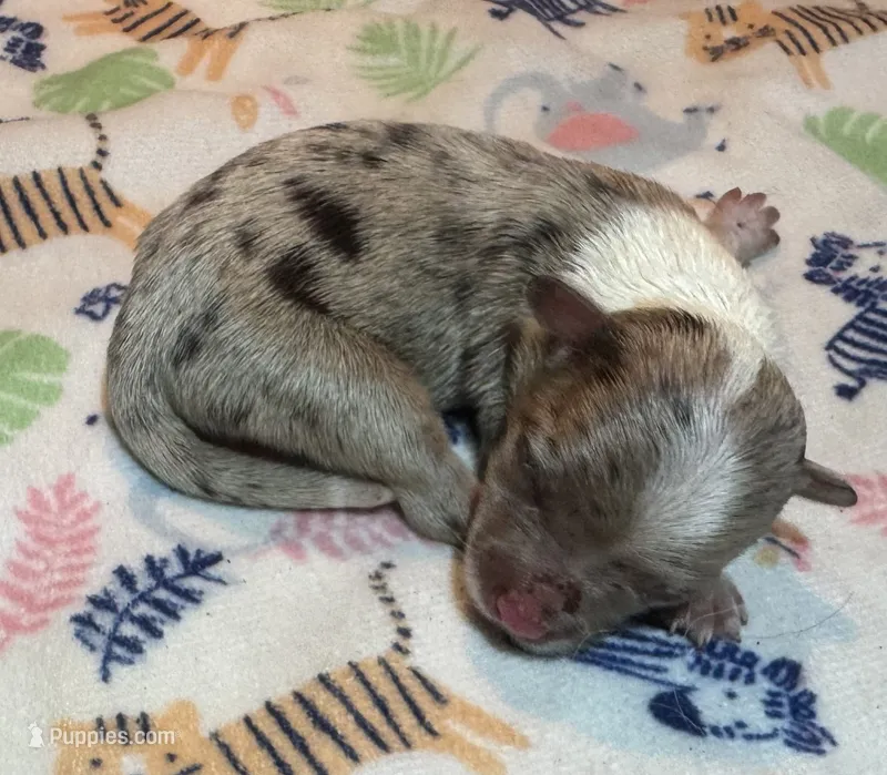 Bentley ~ True Toy – Toy Australian Shepherd puppy for sale in Cartersville, GA