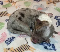 Bentley ~ True Toy, a male Toy Australian Shepherd for sale in Cartersville, GA – 1 of 2